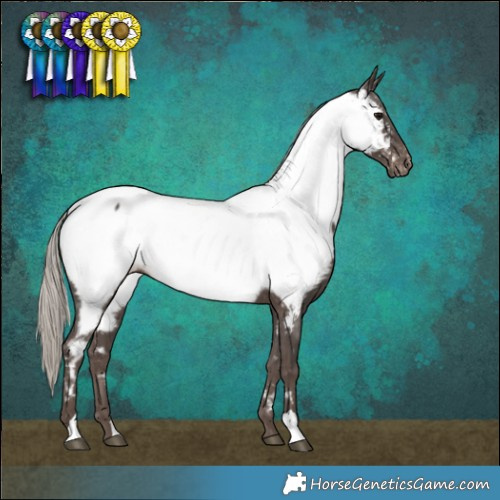 Horse Color:Silver Black Near Fewspot 