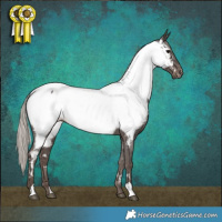 Horse Color:Silver Black Appaloosa 
