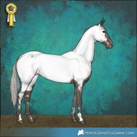 Horse Color:Silver Black Appaloosa 