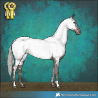Horse Color:Silver Black Appaloosa 