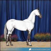 Horse Color:Silver Black Appaloosa 