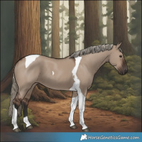 Horse Color:Liver Red Dun Tobiano 