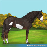 Horse Color:Liver Chestnut Frame 