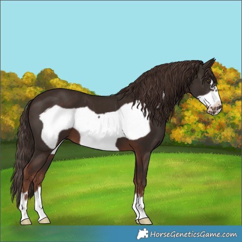 Horse Color:Liver Chestnut Frame 