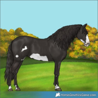Horse Color:Liver Chestnut Frame 