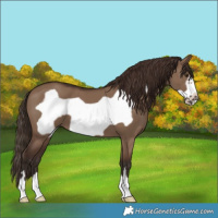 Horse Color:Liver Red Dun Frame 