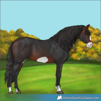 Horse Color:Brown Frame 