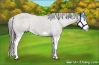 Horse Color:Grullo Sabino Splash Appaloosa 