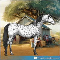 Horse Color:Black Near Leopard