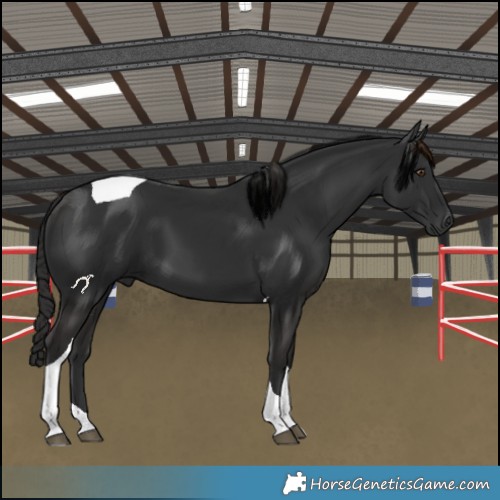 Horse Color:Liver Chestnut Tobiano 