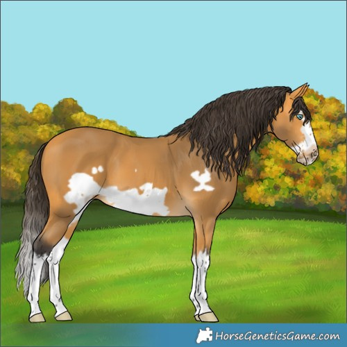 Horse Color:Buckskin Splash Frame 