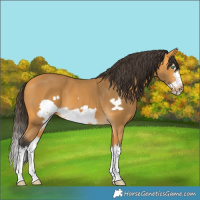 Horse Color:Buckskin Splash Frame