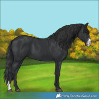 Horse Color:Black Sabino