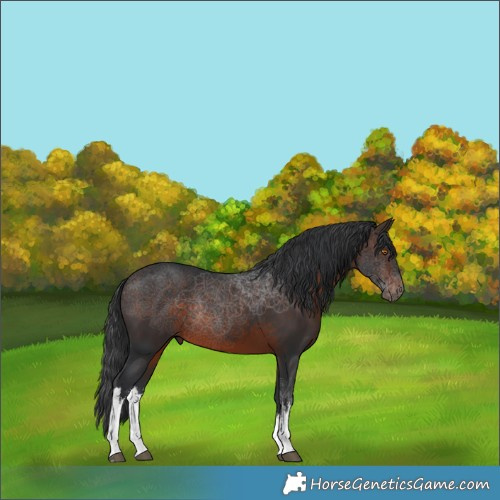 Horse Color:White Spotted Brown Mushroom Rabicano 