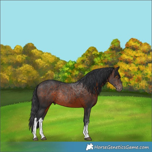 Horse Color:White Spotted Brown Mushroom Rabicano 