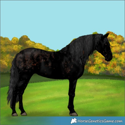 Horse Color:Void White Spotted Brown Appaloosa 