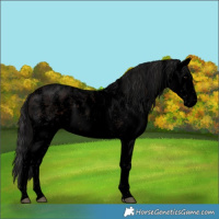 Horse Color:Void White Spotted Brown Appaloosa