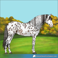 Horse Color:Brown Appaloosa 