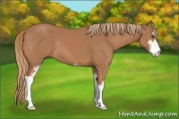 Horse Color:Chestnut Sabino