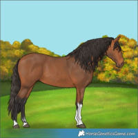 Horse Color:Bay Tobiano 