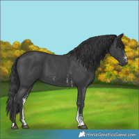 Horse Color:Black Sabino