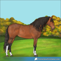Horse Color:Bay Tobiano Rabicano