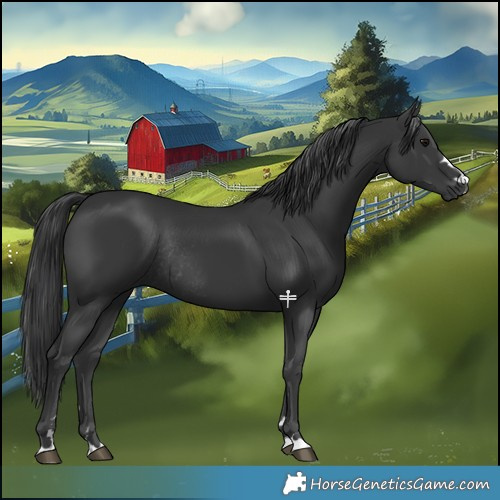 Horse Color:Black Rabicano 