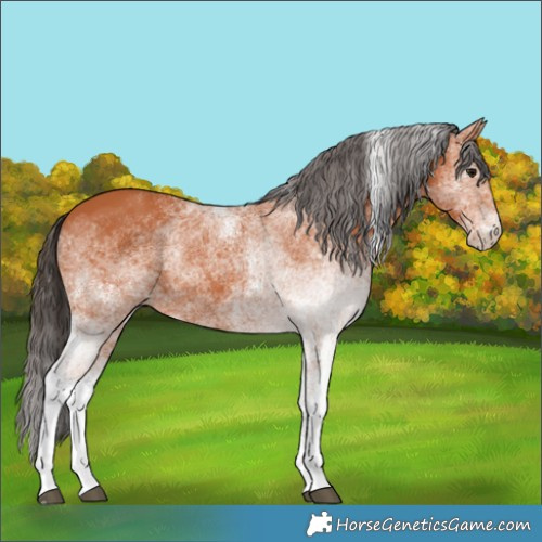 Horse Color:White Spotted Bay 
