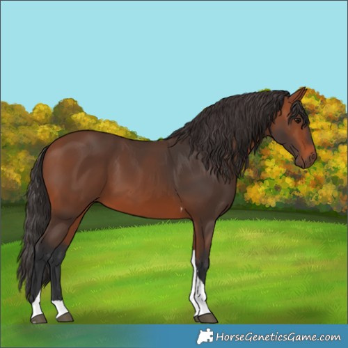 Horse Color:Bay Tobiano 