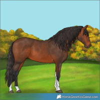 Horse Color:Bay Tobiano 