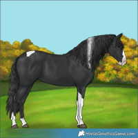 Horse Color:Black Splash Tobiano 