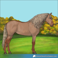 Horse Color:Red Dun 