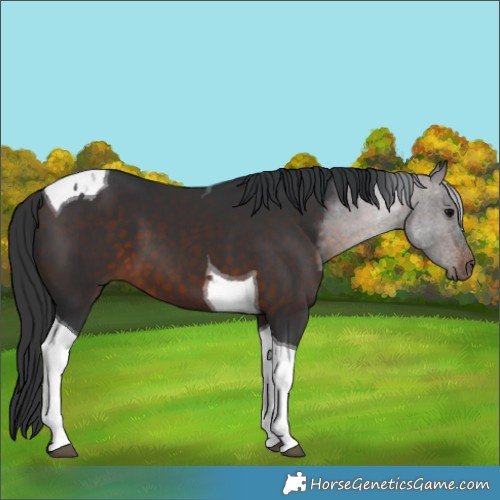 Horse Color:Brown Tobiano 