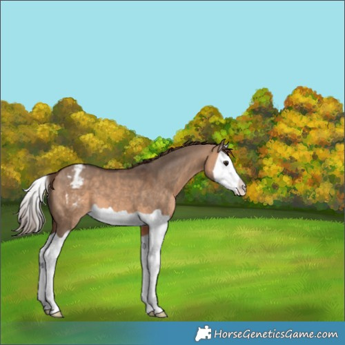 Horse Color:Bay Dun Splash Varnish 