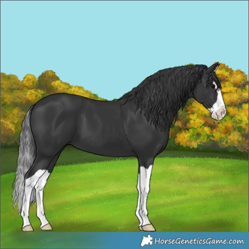 Horse Color:Black Splash 