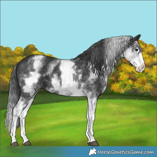 Horse Color:White Spotted Black Splash 