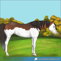 Horse Color:Bay Splash 