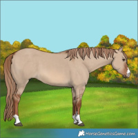 Horse Color:Red Dun 