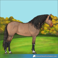 Horse Color:Bay Dun