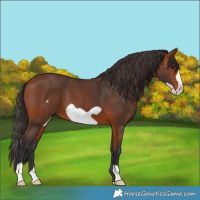 Horse Color:Bay Frame