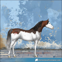 Horse Color:Bay Splash 