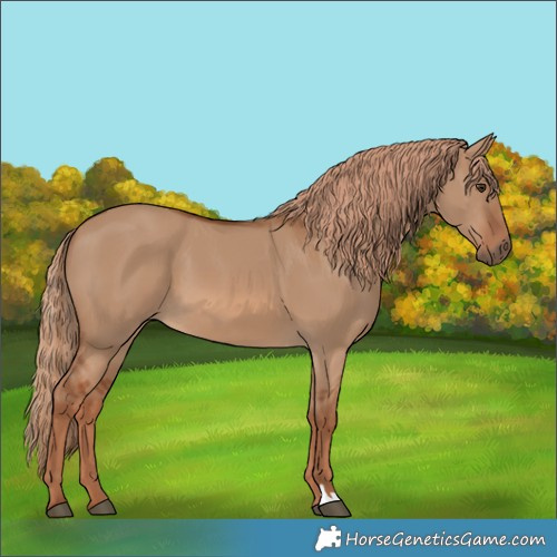 Horse Color:Red Dun 