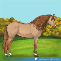 Horse Color:Red Dun 