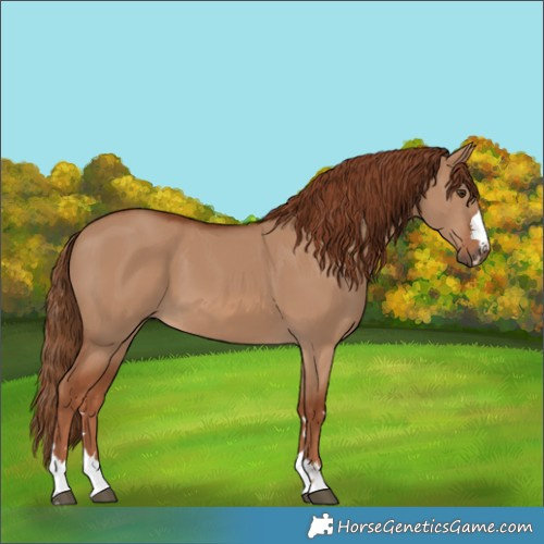 Horse Color:Red Dun