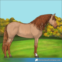Horse Color:Red Dun 
