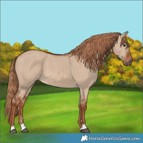 Horse Color:Red Dun