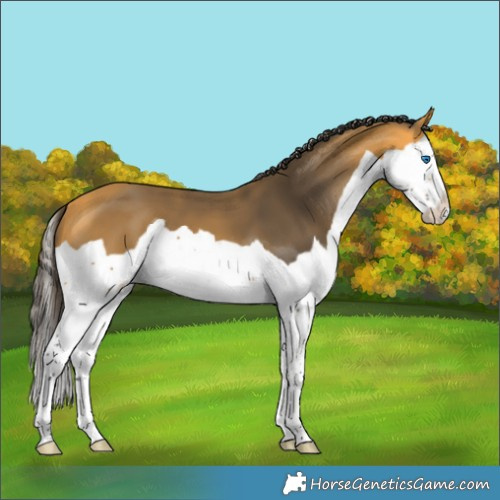 Horse Color:Buckskin Splash