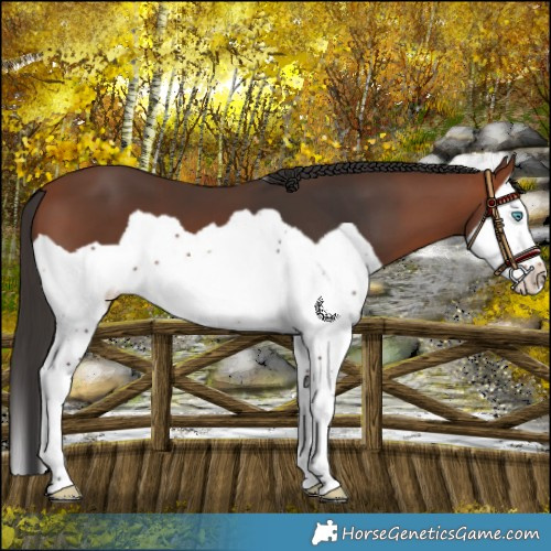 Horse Color:Bay Splash 