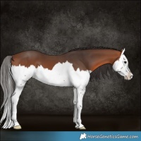 Horse Color:Bay Splash 