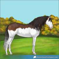 Horse Color:Brown Splash